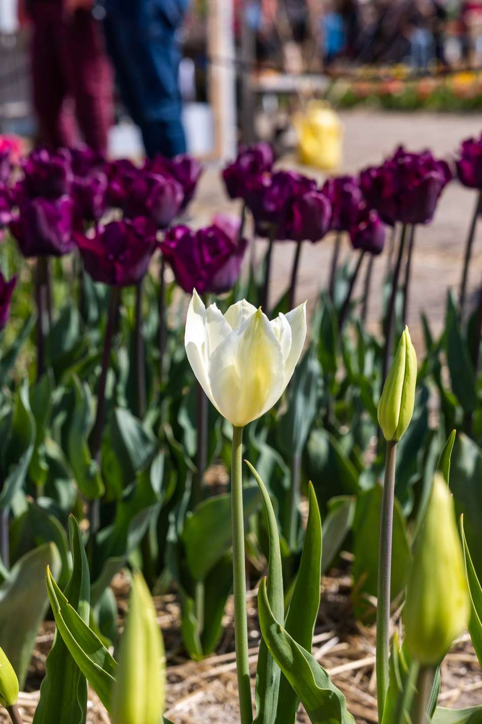 Tulpan 'White Triumphator'